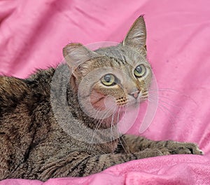 striped cat with a clipped ear