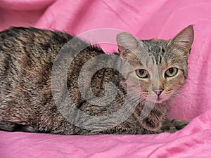 striped cat with a clipped ear