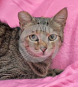 striped cat with a clipped ear