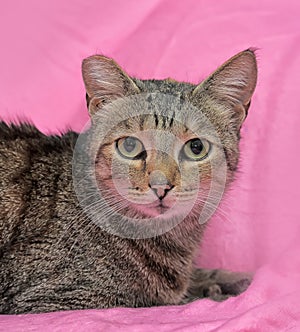 striped cat with a clipped ear