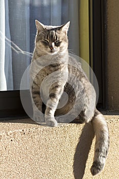 Striped cat with closed eyes