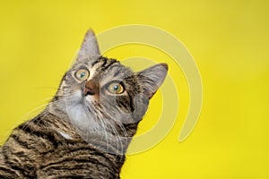 Striped cat in a collar looks away with suprised face on yellow background. Copy text. Space for text. Total surprised