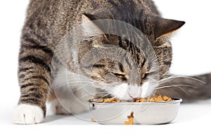Striped cat eats a dry feed