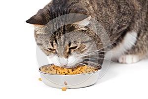 Striped cat eats a dry feed