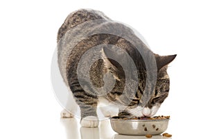Striped cat eats a dry feed