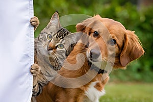 Striped cat and golden brown dog peeking curiously from behind white banner engage viewer