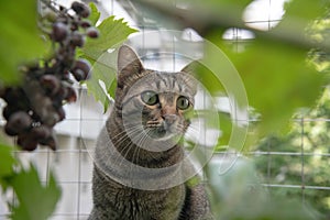 Striped cat hiding behind a wine grape bush