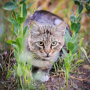 Striped cat is hunting in the grass