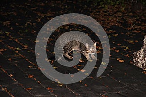 Striped cat is hunting in the night.