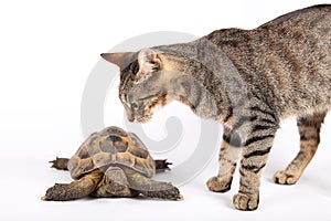 Striped cat and land turtle