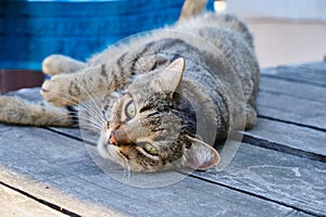 A striped cat lies on a gray wooden floor, staring intently at the camera on a sunny summer's day.