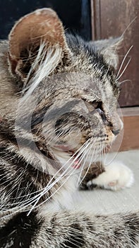 striped cat like thinking about something