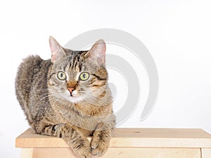 Striped cat lying on a chair and attentively looks at camera