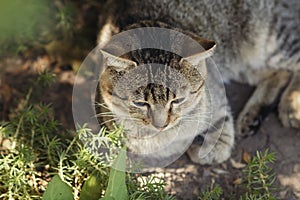 Striped cat lying on the ground in garden, pet walking outdoors, funny animals on nature top view