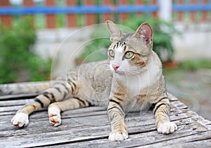 Striped cat lying on wood table