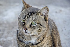 Striped cat photo