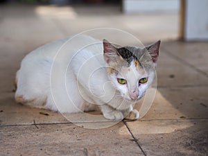 the striped cat photo sitting and glaring