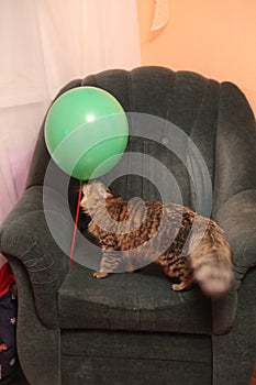 Striped cat plays with an air ball at home