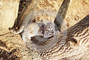 Striped cat sharpens claws on tree on Sunny spring day