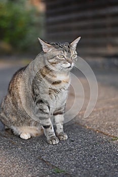 Striped cat photo