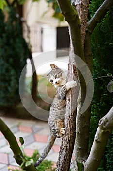 Striped cat sits on a tree trunk in the garden, hugging it with its paws
