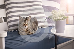 Cat sitting on a bench