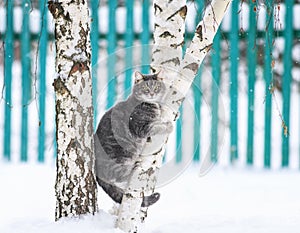 striped cat sitting on a birch tree in a winter rural snow garden and looking straight fluff fur