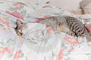 Striped cat is sleeping in blanket at midnight