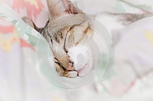 Striped cat is sleeping in blanket at midnight