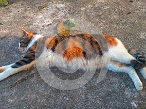 A Striped cat sleeping in the yard