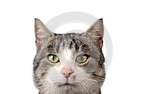 Striped cat on white background