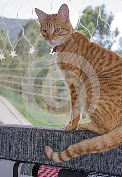 Striped cat in the window