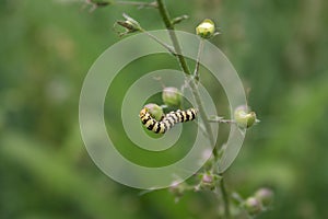 Striped caterpiller dinner