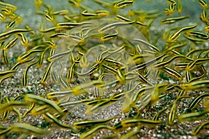 Striped catfish
