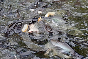 Striped catfish scrambling to eat bread in water