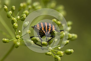 Striped chinch