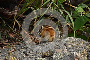 Striped Chipmunk With an Acorn in It`s Paws