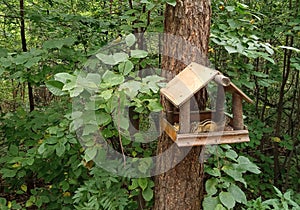 A striped chipmunk sits in the woods in a wooden feeder house, summer outdoors. The dining room of a cute