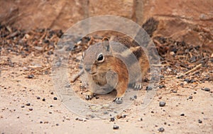 The striped chipmunk or squirrel