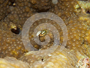 Striped Coral Hermit Crab