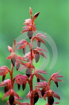Striped Coralroot  7391