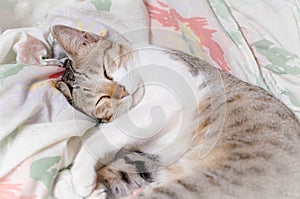 Striped cat is sleeping in blanket at midnight