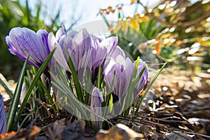 Striped crocus flowers in the garden