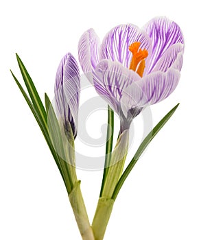 Striped Crocus Pickwick