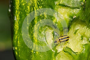 Striped Cucumber Beetle