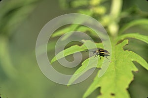 Striped Cucumber Beetle   50784