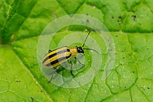 Striped Cucumber Beetle - Acalymma vittatum