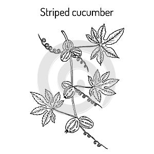 Striped cucumber or native bryony diplocyclos palmatus , medicinal plant