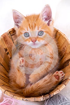 Striped curious red kitten sitting in basket with pink and grey balls skeins of thread on white bed. Cute little ginger