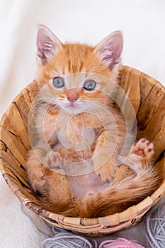 Striped curious red kitten sitting in basket with pink and grey balls skeins of thread on white bed. Cute little ginger